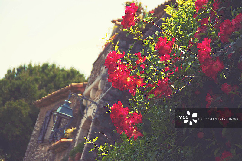 圣保罗·德旺斯著名法国村庄中，带玫瑰花房屋的正面图片素材