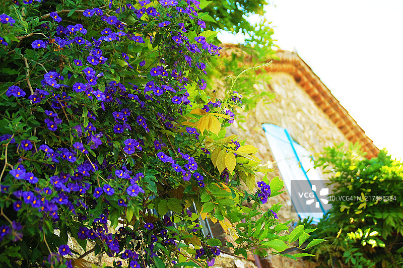 法国圣保罗·德·旺斯村庄的紫色花朵房屋正面图片素材