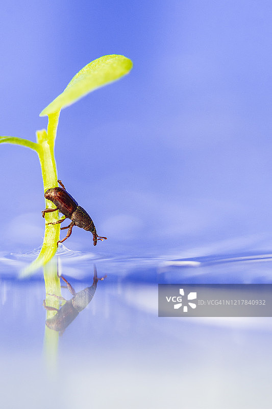 象鼻虫图片素材