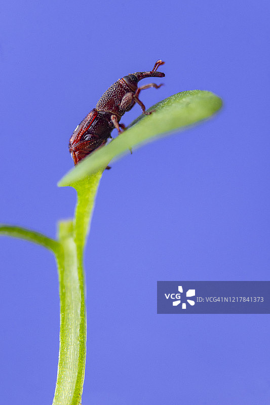 象鼻虫图片素材