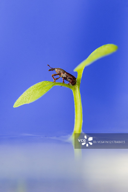 象鼻虫图片素材