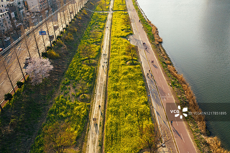 蔚山河畔盛开的野花图片素材