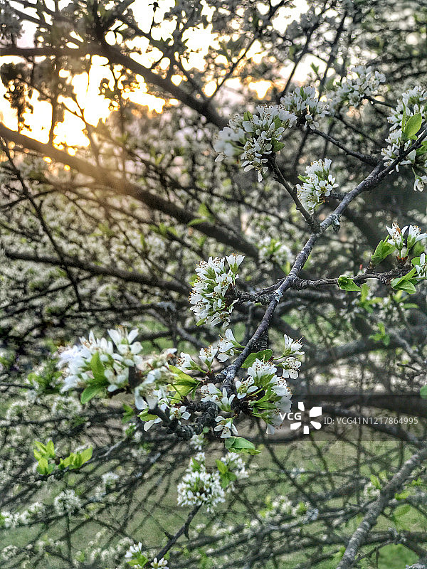 李树花图片素材