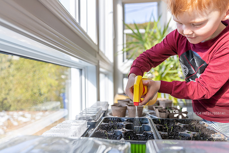 隔离在家时重新种植发芽种子的可爱孩子图片素材