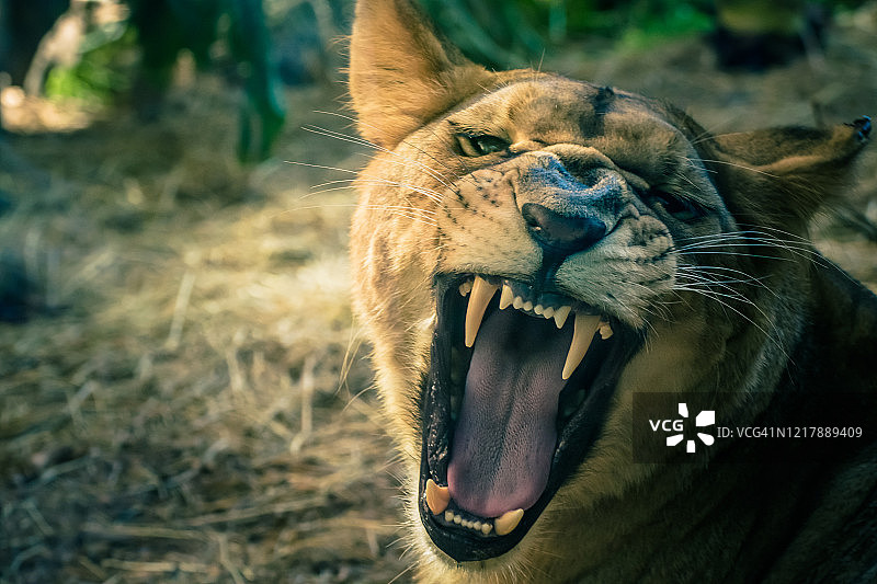 鬃毛浓密的母狮肖像图片素材