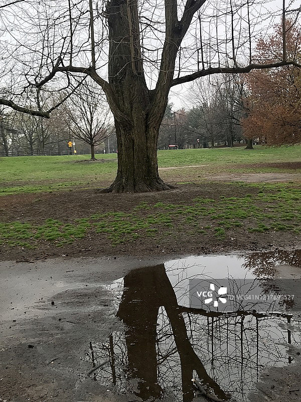 树木与水坑图片素材