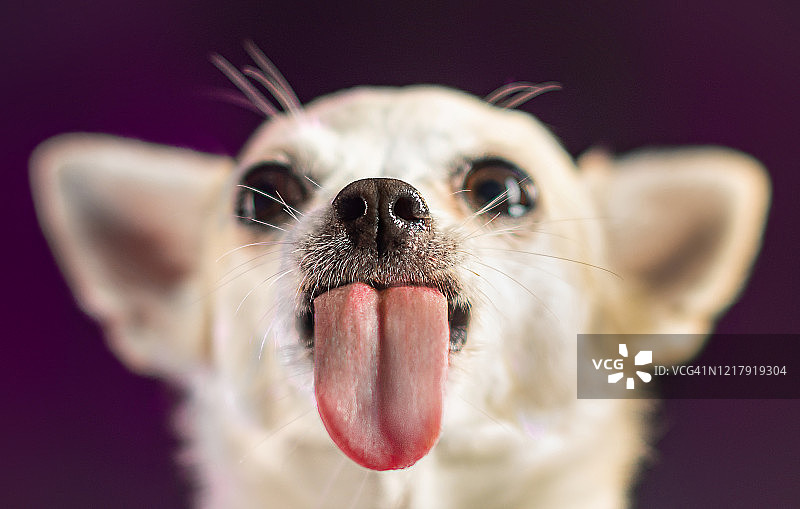 正在舔舐的吉娃娃犬图片素材