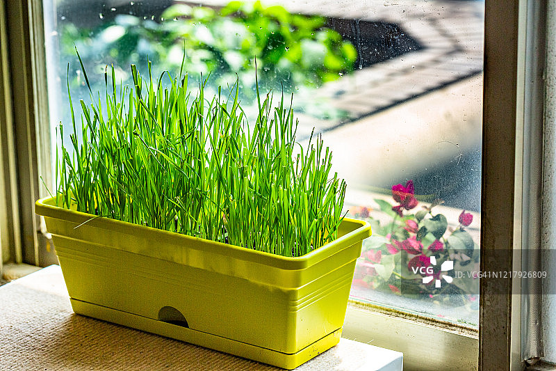 宠物室内花园图片素材