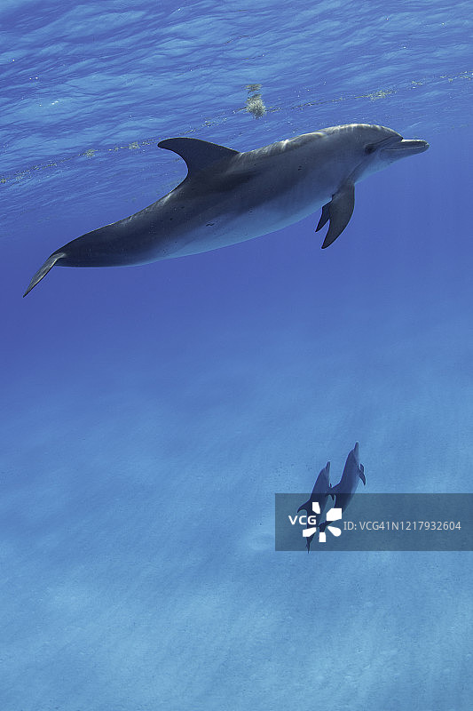 大西洋斑点海豚图片素材