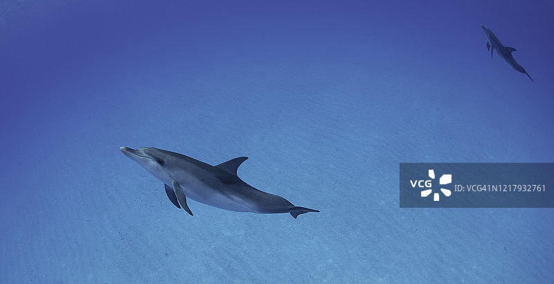 大西洋斑点海豚图片素材