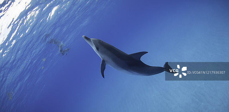 大西洋斑点海豚图片素材
