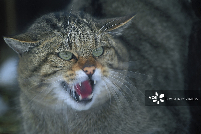 欧洲野猫发出嘶嘶声图片素材