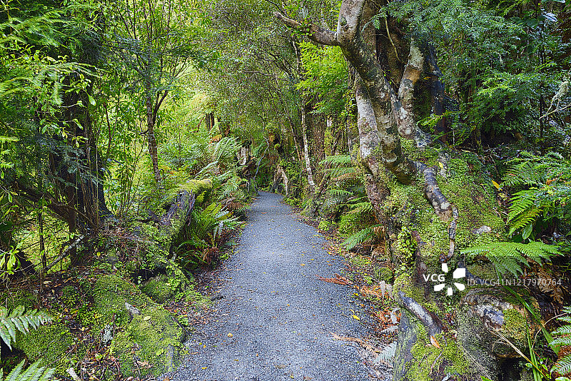 穿过雨林到达卡特林斯森林公园麦克林瀑布的徒步小径，卡特林斯森林公园，卡特林斯，奥塔哥，南岛，新西兰，大洋洲，澳大利亚图片素材