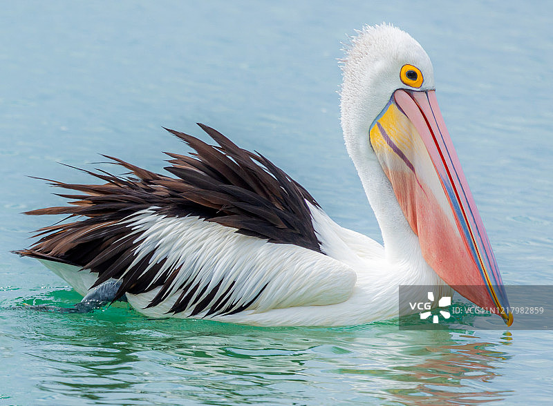 澳大利亚鹈鹕在自然环境中游泳图片素材