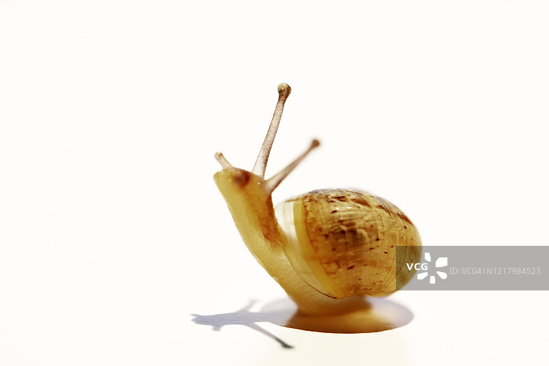 白色背景上的蜗牛图片素材