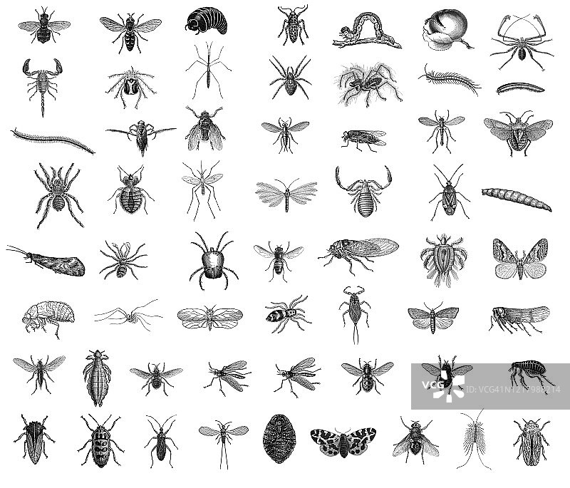 昆虫学古版画插图图片素材
