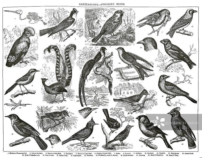 栖息鸟类古版画图片素材