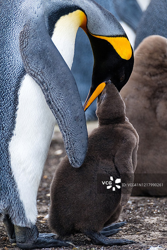 帝企鹅喂食幼崽图片素材