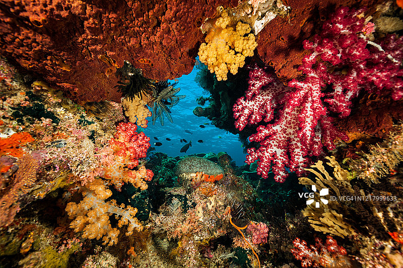 海底天堂：印度尼西亚拉贾安帕的彩色珊瑚礁图片素材