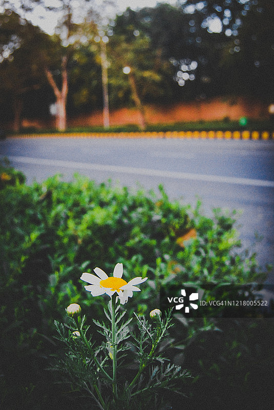 封锁期间空荡荡的街道——印度新德里Janpath图片素材