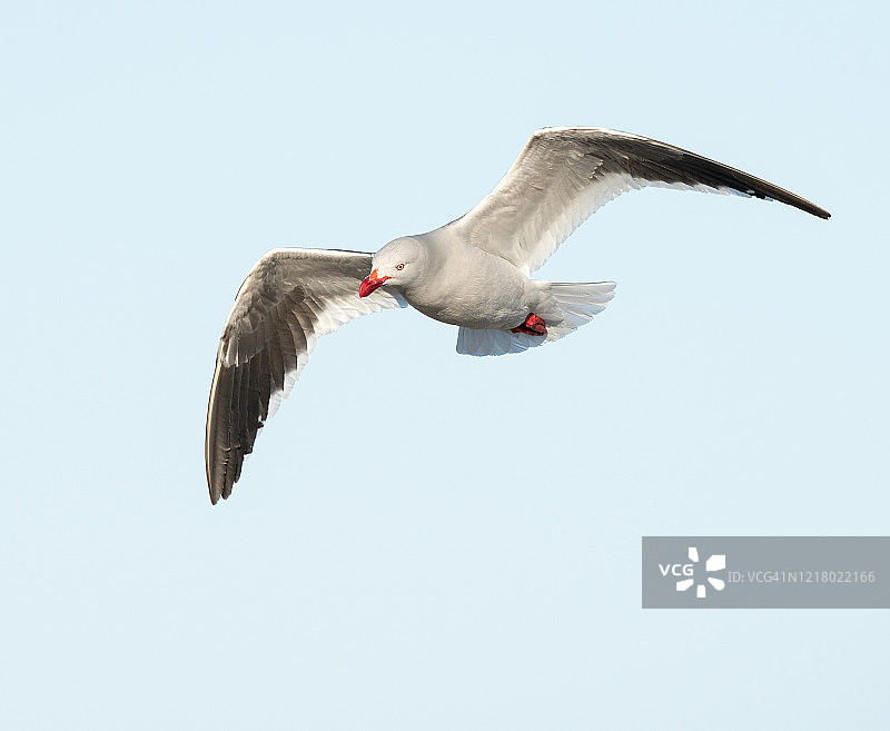 飞翔的海豚海鸥图片素材