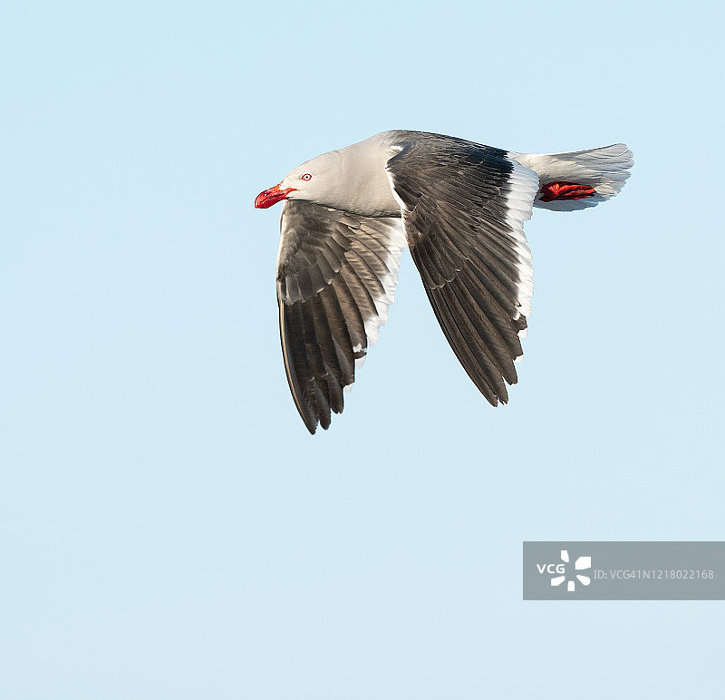 飞行中的海豚鸥图片素材