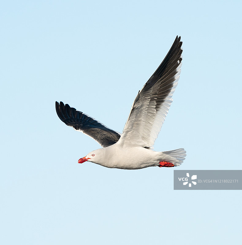 飞翔的海豚海鸥图片素材