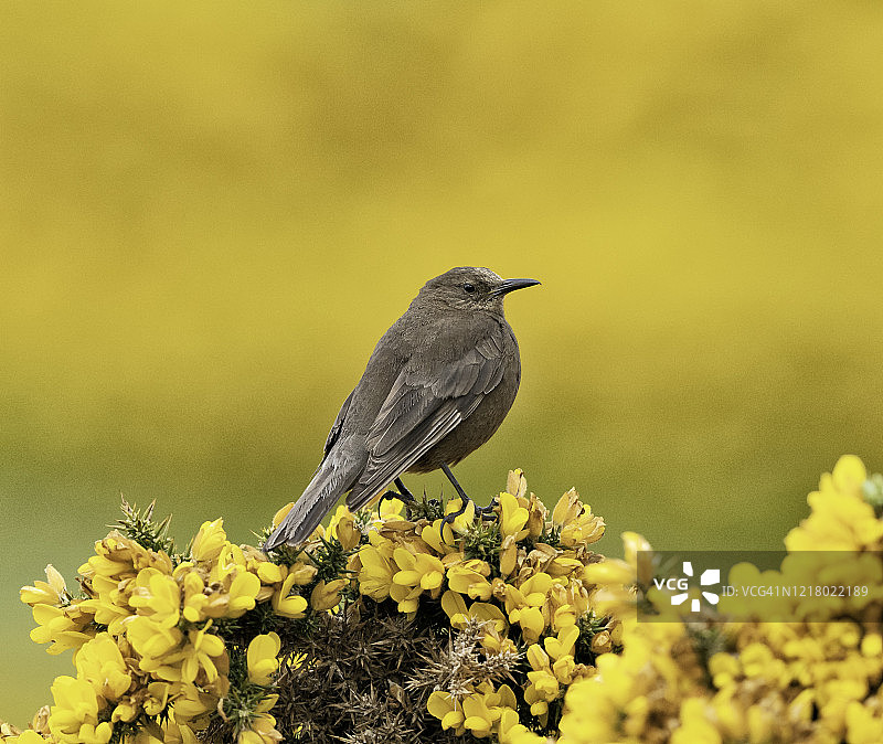 黑石鹪莺图片素材