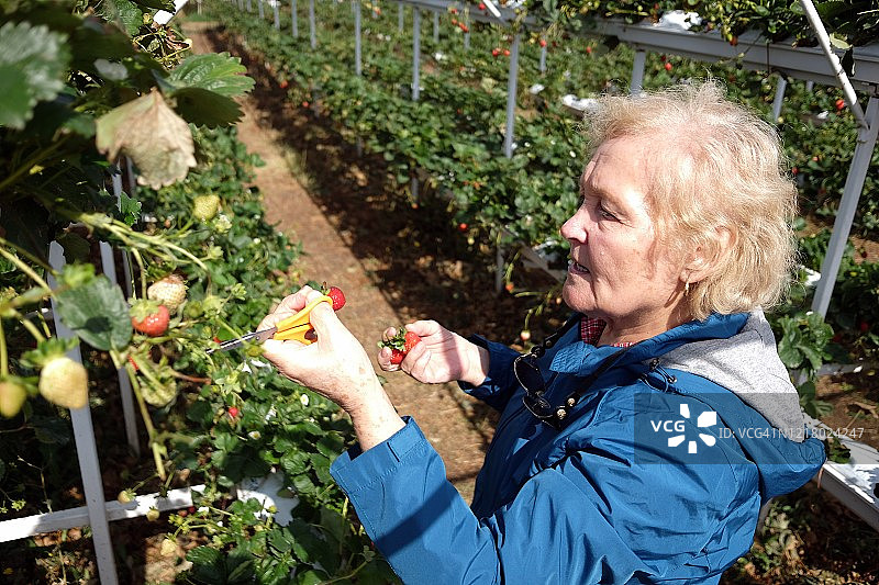 永远的草莓地图片素材