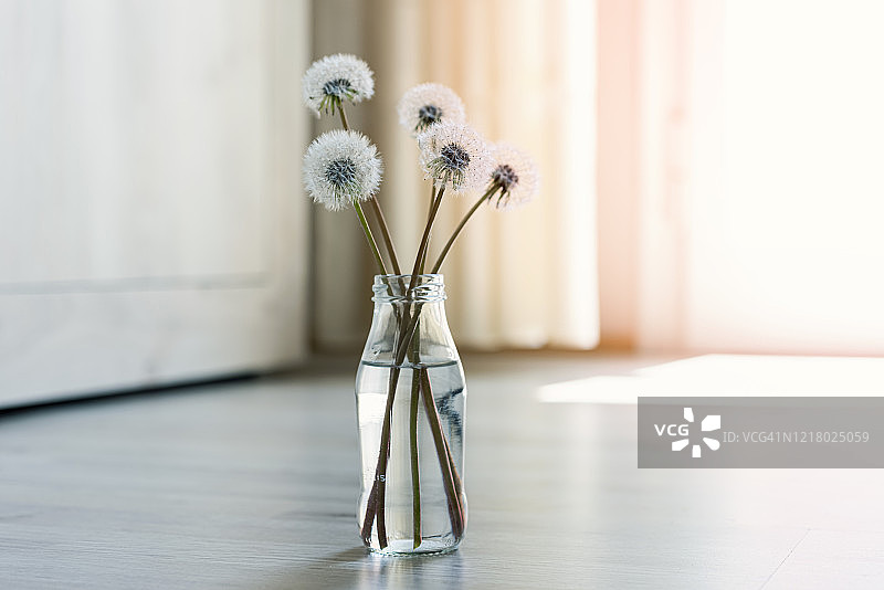 蒲公英的花图片素材