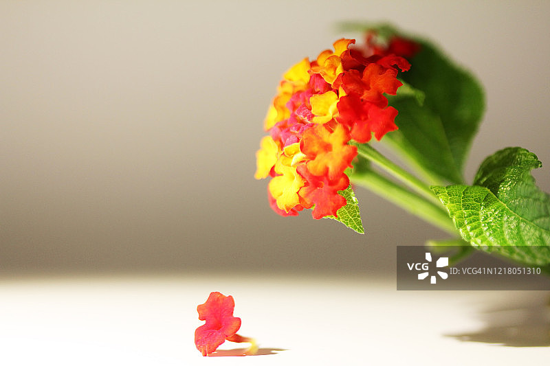 美丽花朵图片素材