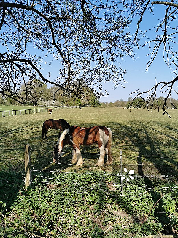 吉普赛科布马图片素材