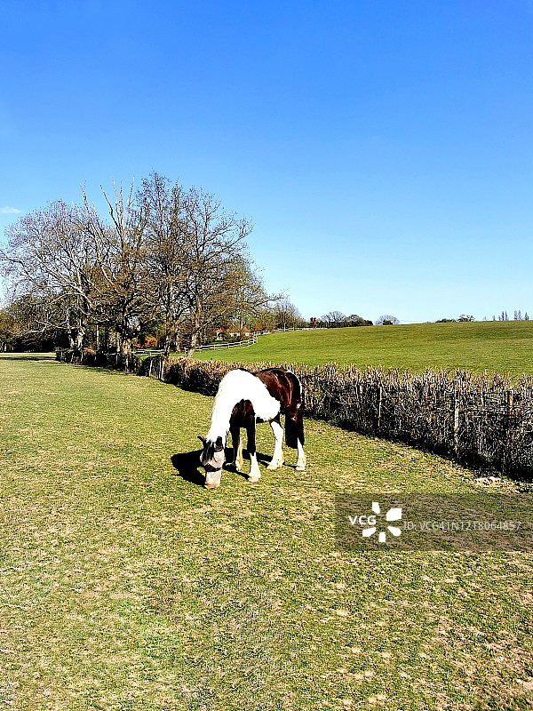 吉普赛科布马图片素材