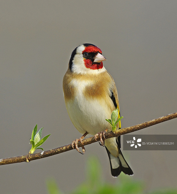 金翅雀图片素材