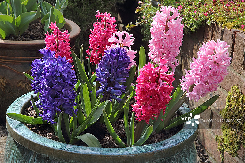 天井花盆中鲜艳芬芳的風信子图片素材
