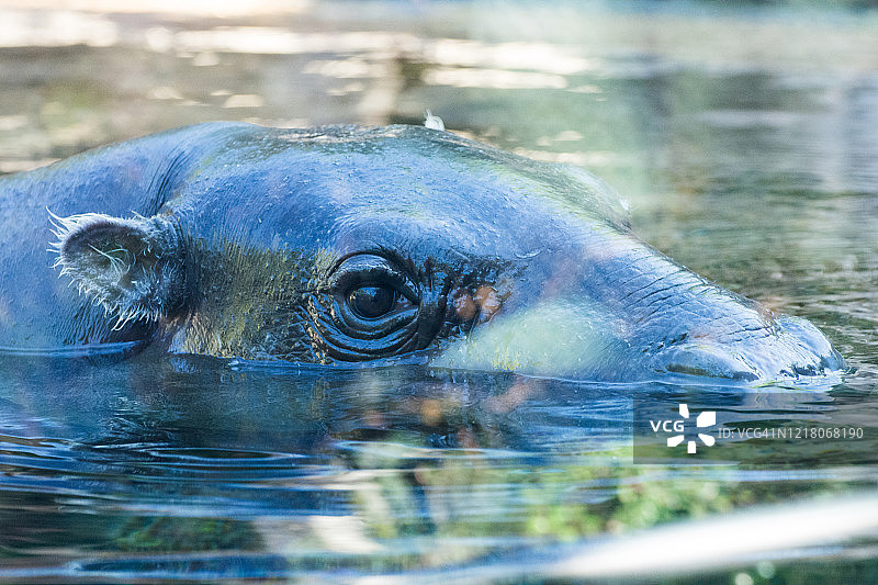 水中的小河马图片素材
