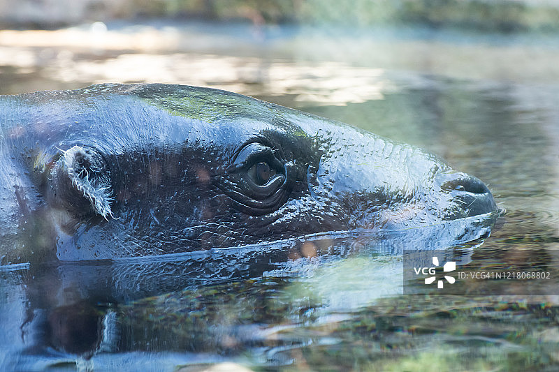水中的小河马图片素材