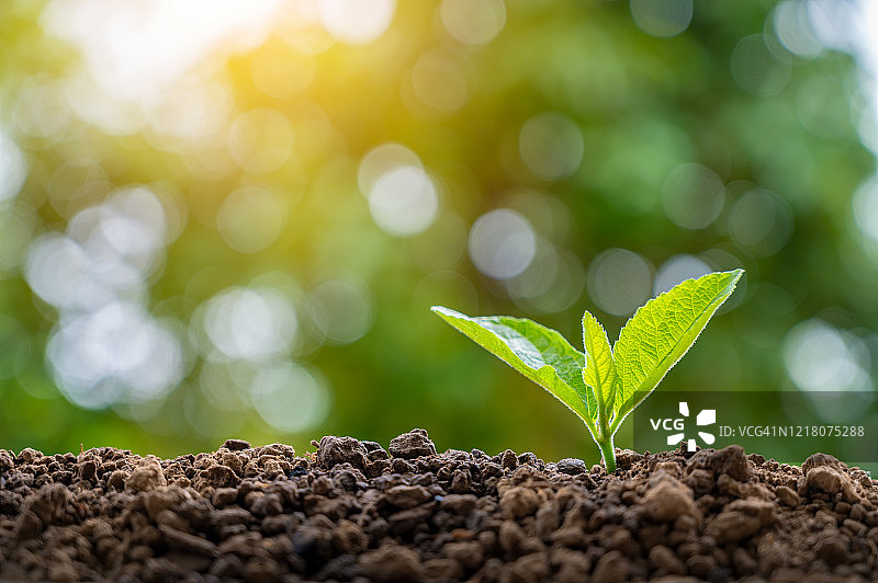 在晨光下种植幼苗图片素材