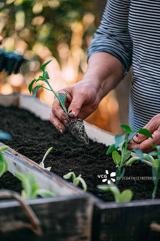种植秧苗图片素材