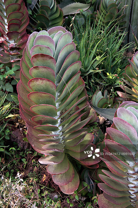 仙人掌和多肉植物园中的扇形植物（可能是扇叶伽蓝菜），俗称红煎饼和沙漠卷心菜图片素材