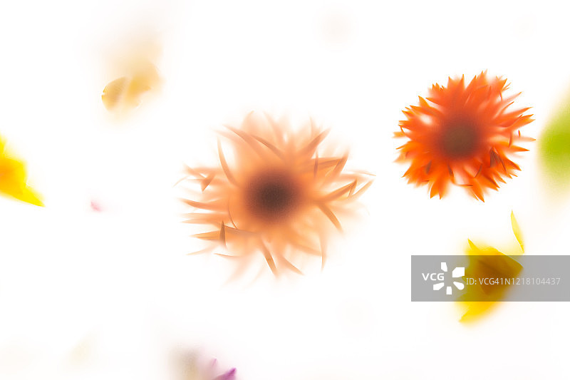 模糊的美丽花朵图片素材