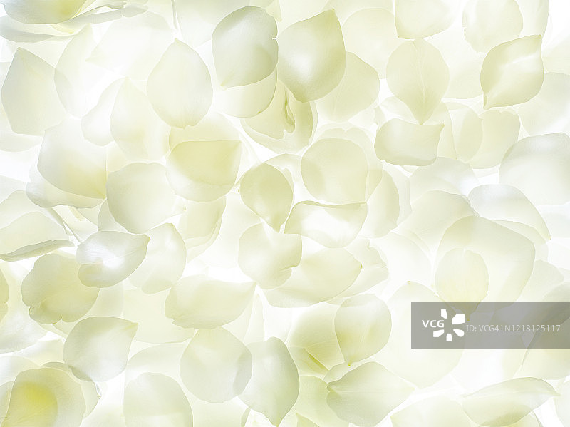 白色奶油色玫瑰花瓣图片素材