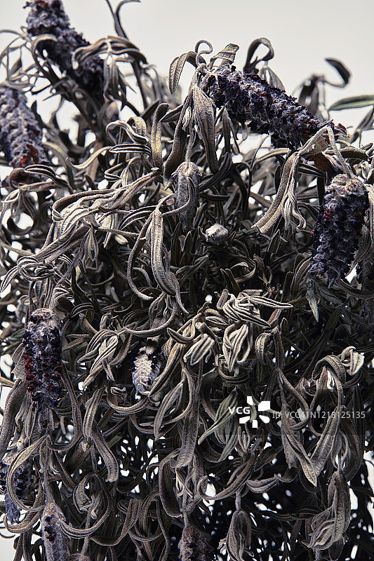 白色背景上的一束枯萎的薰衣草花叶特写图片素材