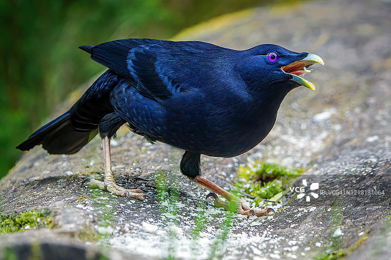 雄性缎蓝园丁鸟图片素材