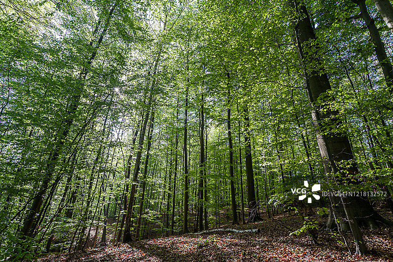 春季山毛榉林图片素材