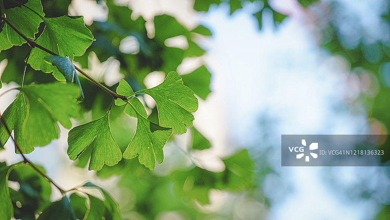 阳光下的绿叶特写图片素材