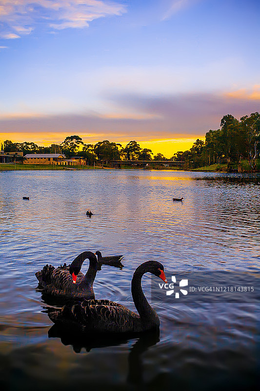 南澳大利亚阿德莱德托伦斯河，埃尔德公园的黑天鹅日落图片素材