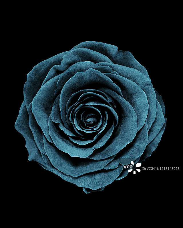 黑色背景上的蓝色玫瑰花朵头部俯视特写图片素材
