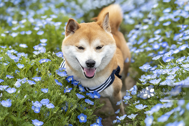 我的宠物shiba inu图片素材