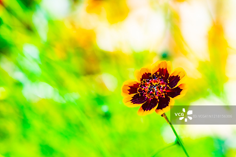 园艺概念：阳光明媚背景下的花园花卉和植物图片素材